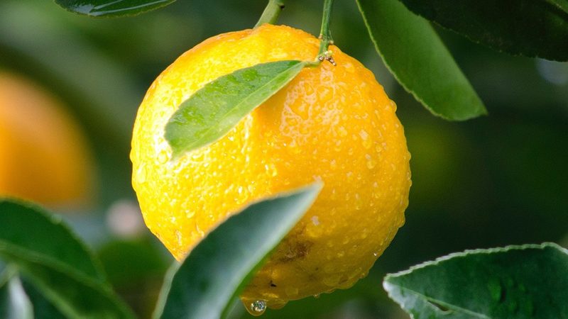 引物合成的关键步骤：定制流程解析**